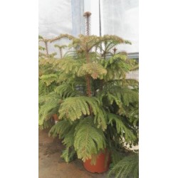 ARAUC 21 Alt.80/100 H