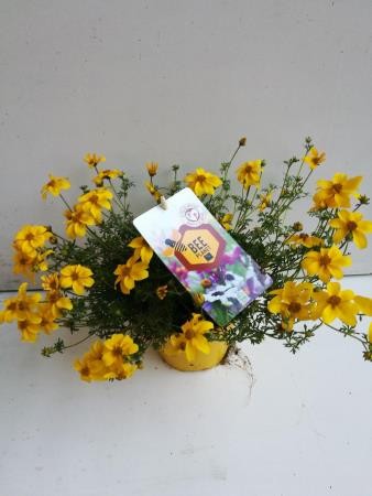 BEPMX 14 Serig. "Bee Planet"