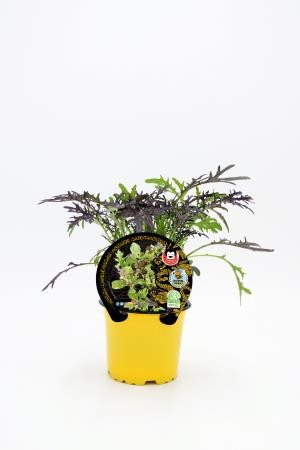 BRAAL 10,5 Mostaza E