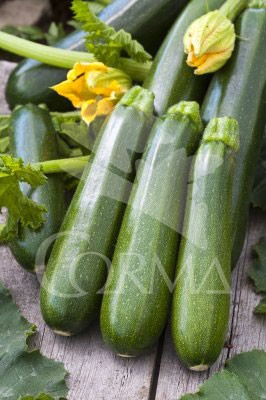 CACIN 10,5 Calabacín E