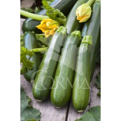 CACIN 10,5 Calabacín Redon...