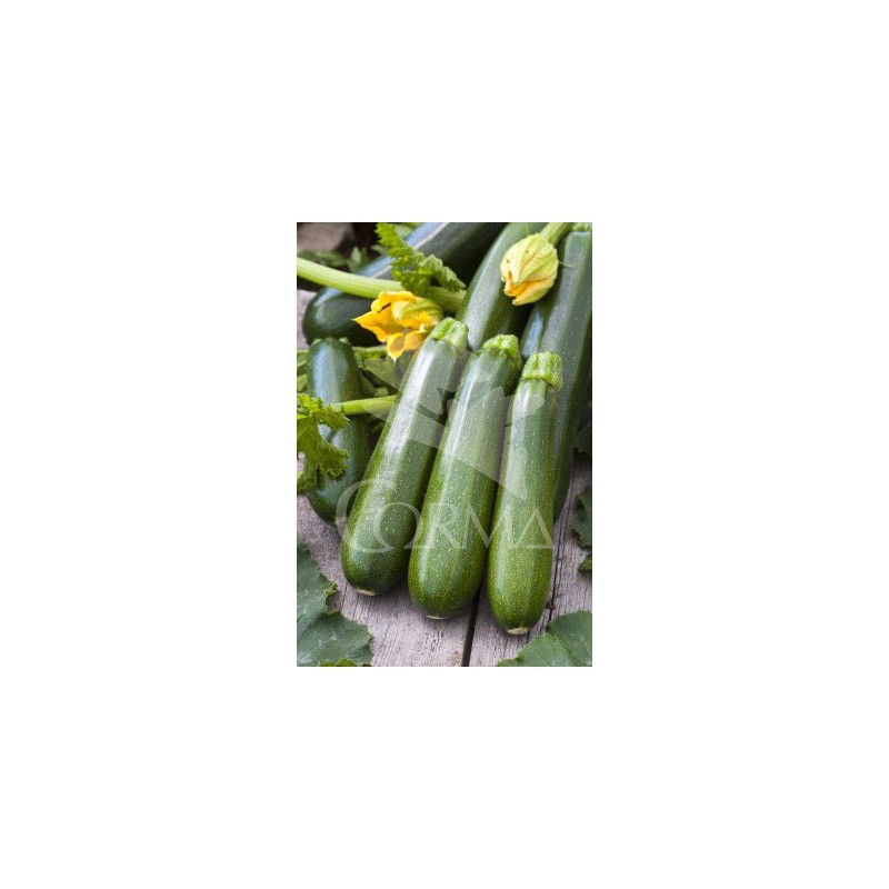 CACIN 10,5 Calabacín Redon Niza E