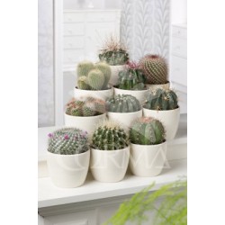 CACTU Decor.cristal bote...