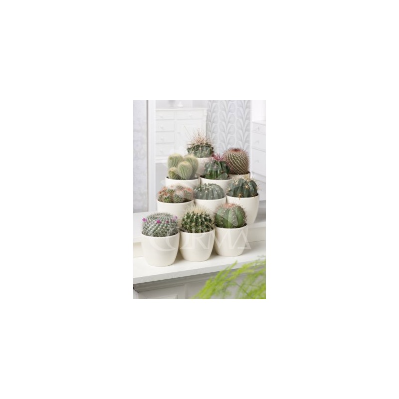 CACTU 8,5 Flor Artificial E