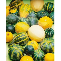 CALBX 10,5 Calabaza...