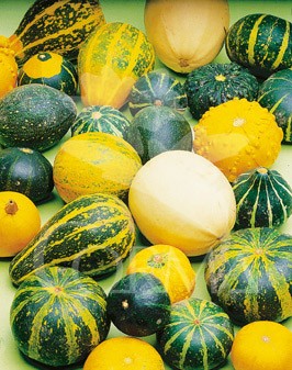 CALBX 10,5 Calabaza Butternut E