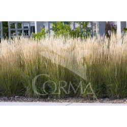 CALKA 17,5x17,5-4L MC