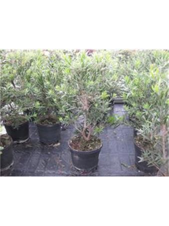 CAMMI 3,5L Alt.hasta 40 E