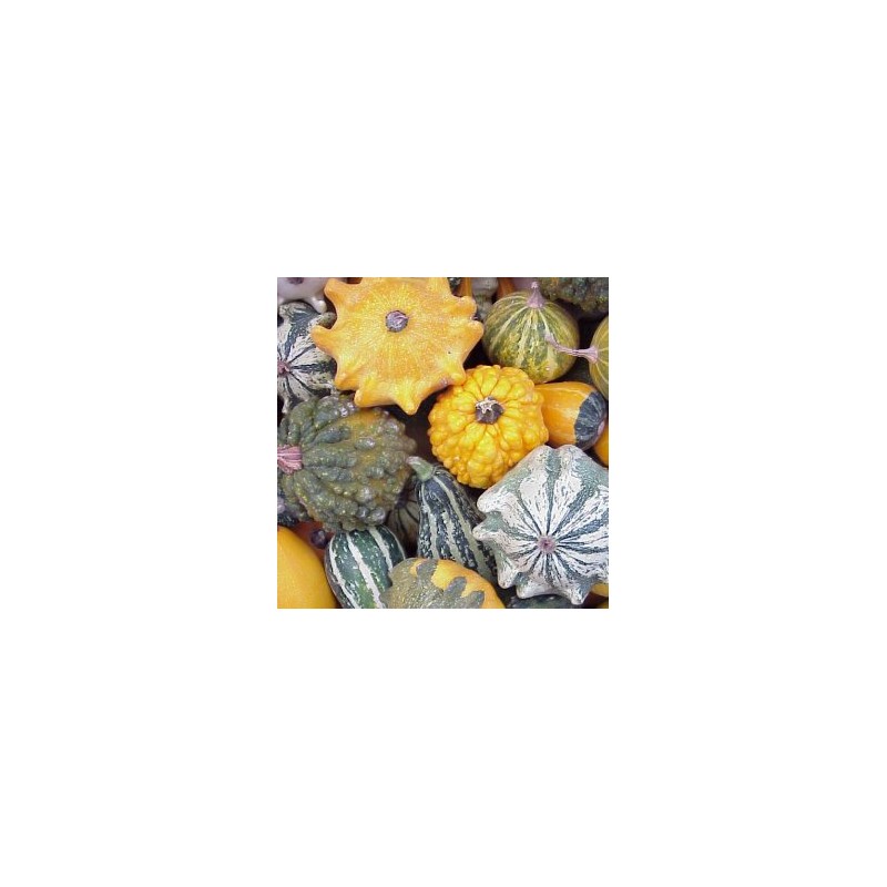 CARBA CAJA Naranja boo H