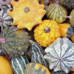 CARBA CAJA Halloween Pequeño H