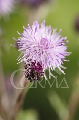 CARDO Band.08x06 Cardo E