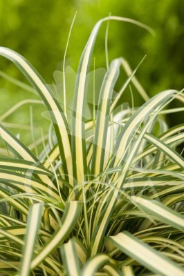 CAREV 17,5x17,5-4L MC