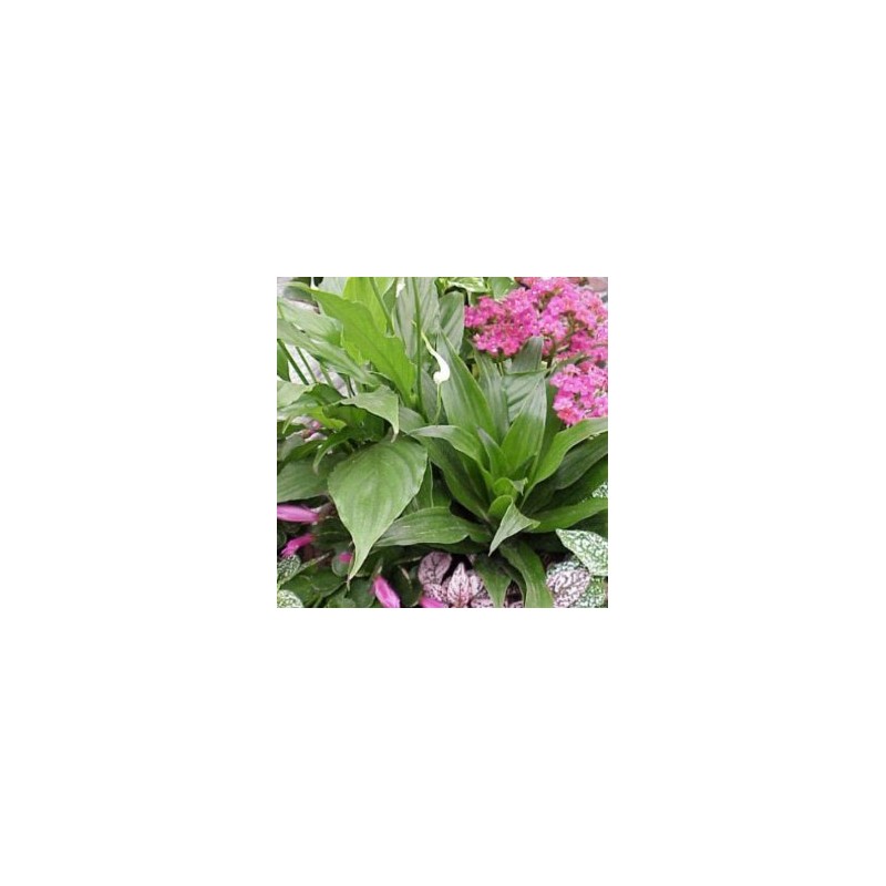 CENTR Decor.varios E