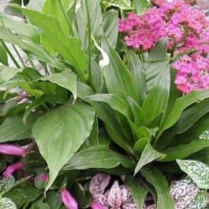 CENTR Decor.varios E