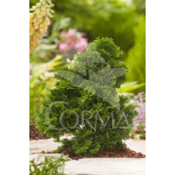 CHAOB 2L Alt.hasta 40 E