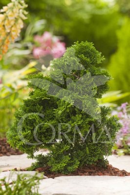 CHAOB 2L Alt.hasta 40 E