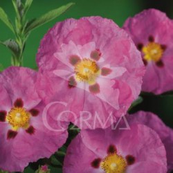 CIPUR 15,5x15,5:2,5L...