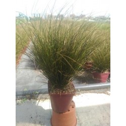CARSO 17,5x17,5:4L MC
