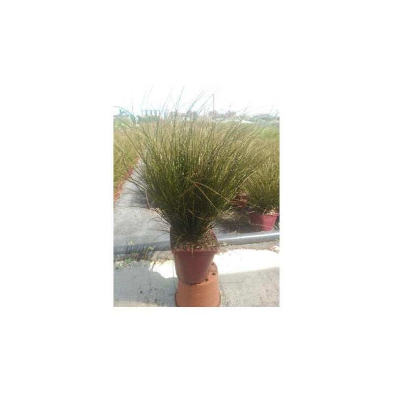 CARSO 17,5x17,5:4L MC
