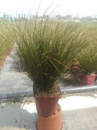 CARSO 17,5x17,5:4L MC