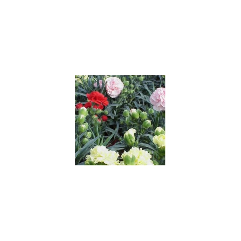 CLAIT 20 TT Tarrina E