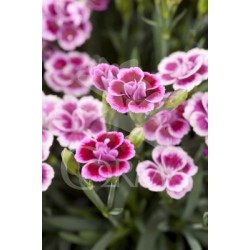 CLAPI 13 Serigraf. E