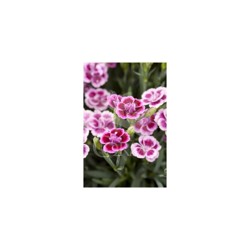 CLAPI 13 Serigraf. E