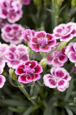 CLAPI 13 Serigraf. E