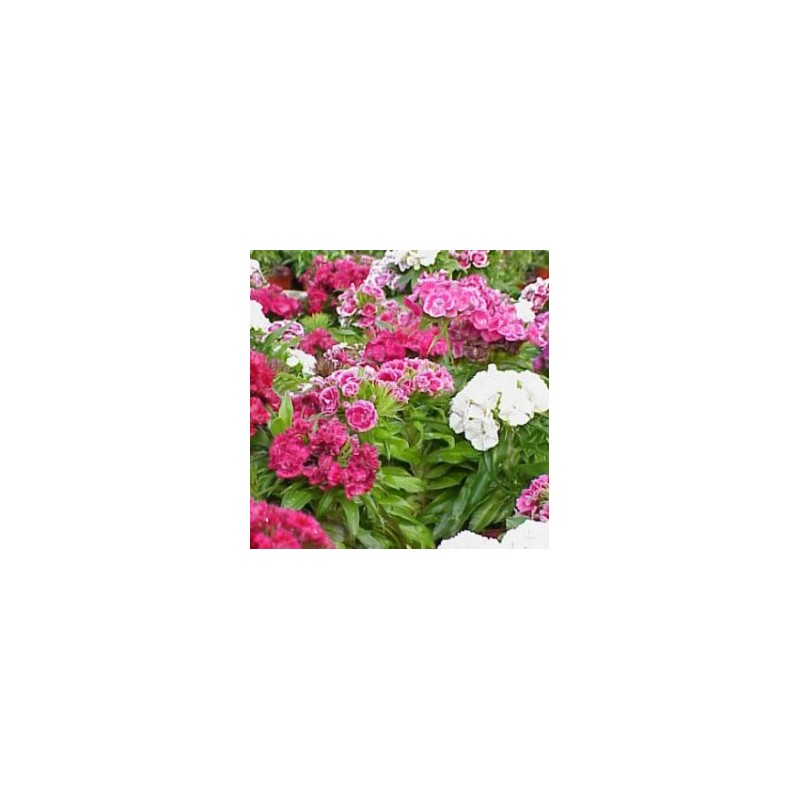 CLAPO 14 Serig. "Bee Planet"