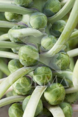 COLBR Band.08x06 Col Bruselas E