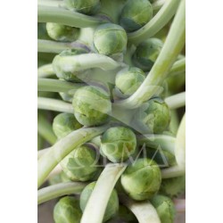 COLBR 10,5 Col Bruselas...