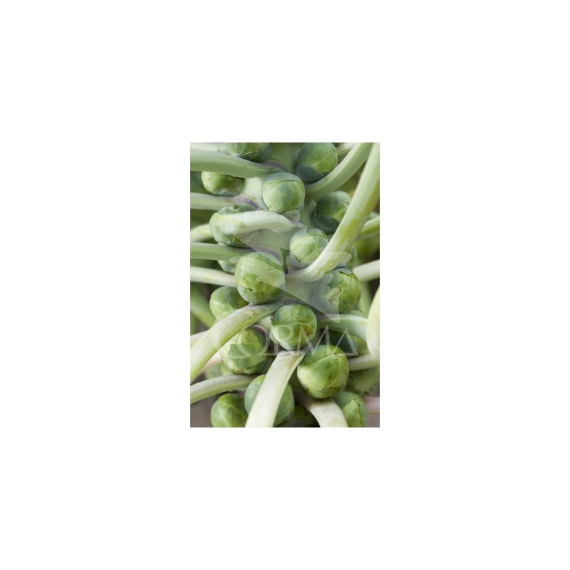 COLBR 10,5 Col Bruselas Morada E