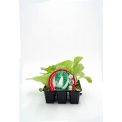 COLCH Band.08x06 Col China E