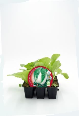 COLCH Band.08x06 Col China E