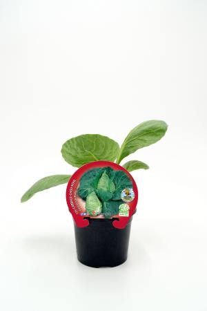 COLCO 10,5 Corazón de Buey E