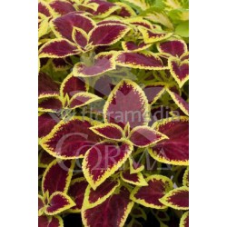 COLHY 15 MC TRICOLOR