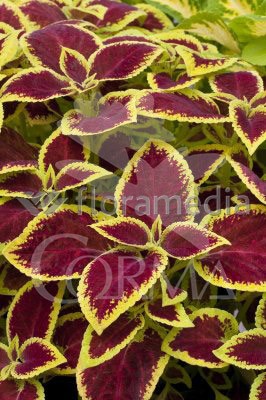 COLHY 15 MC TRICOLOR