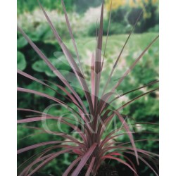 CORDY 15L Alt.100/110 E