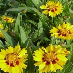 COREO 17,5x17,5-4L MC