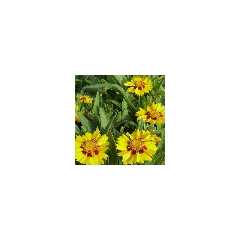 COREO 17,5x17,5-4L MC