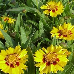 COREO 17,5x17,5-4L MC