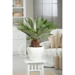CYCAS 30L Alt.60/80 E