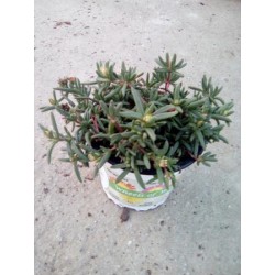 DESER 13 Serigraf. E