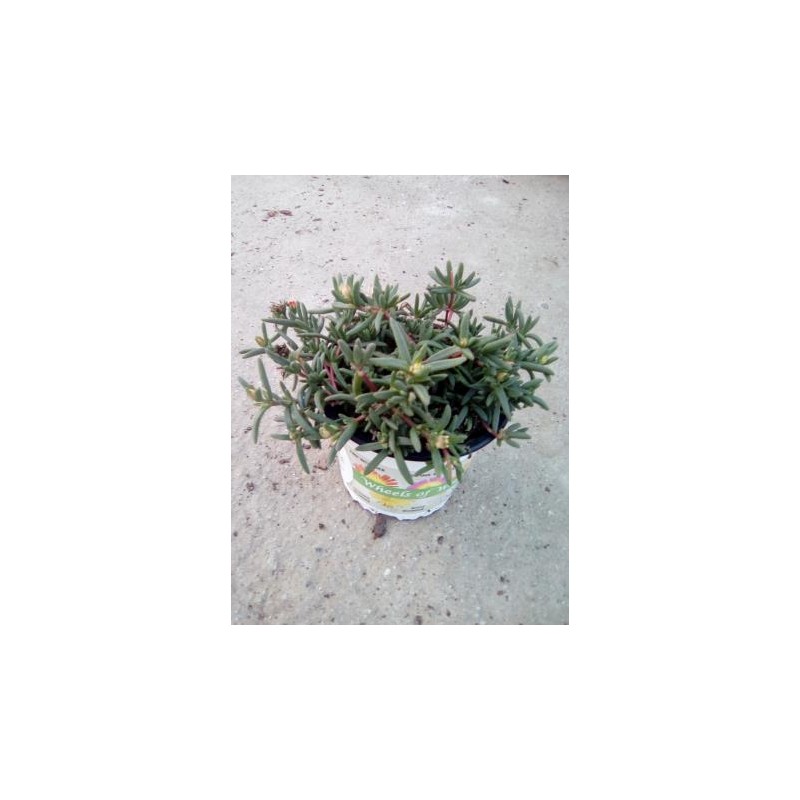 DESER 13 Serigraf. E