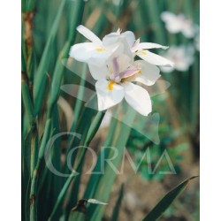 DIEGR 15,5x15,5:2,5L...