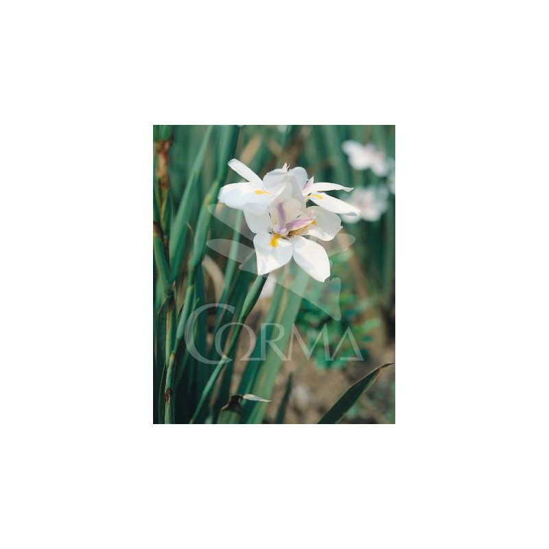 DIEGR 15,5x15,5:2,5L Mediterránia