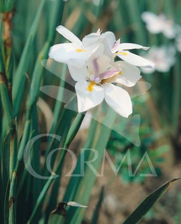 DIEGR 15,5x15,5:2,5L Mediterránia