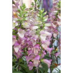 DIGIP 17,5x17,5-4L MC