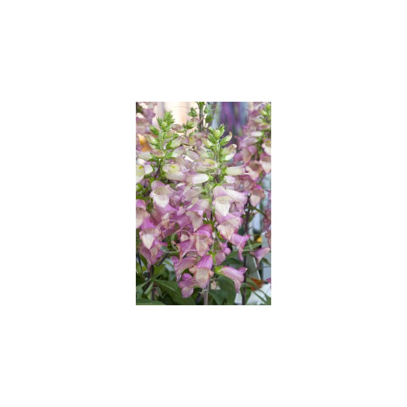 DIGIP 17,5x17,5-4L MC