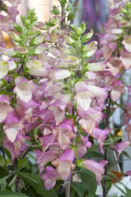 DIGIP 17,5x17,5-4L MC